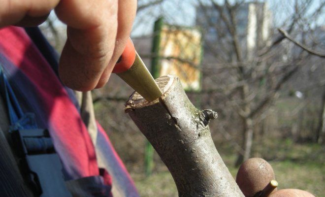 Инструмент для прививки плодовых деревьев – нож или ножницы?